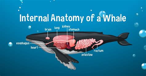 pene de una ballena|Cuál es el Tamaño del Pene de una Ballena